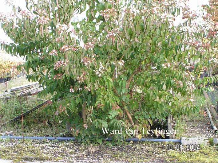 Heptacodium miconioides