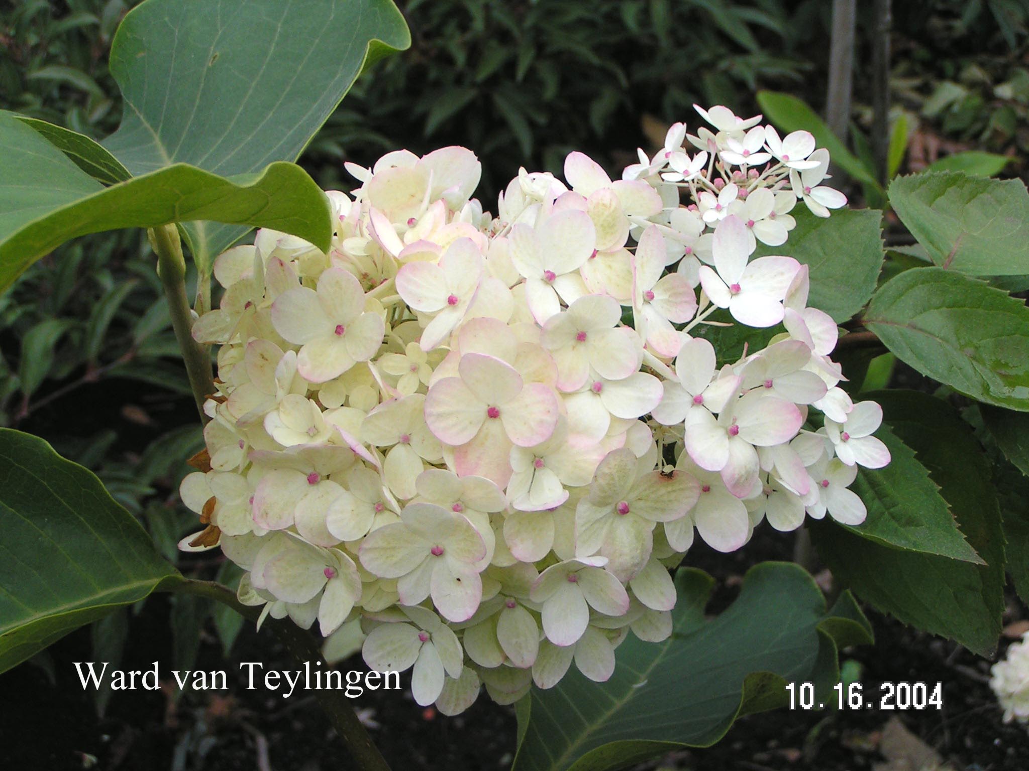 Hydrangea paniculata 'Harry's Souvenir'