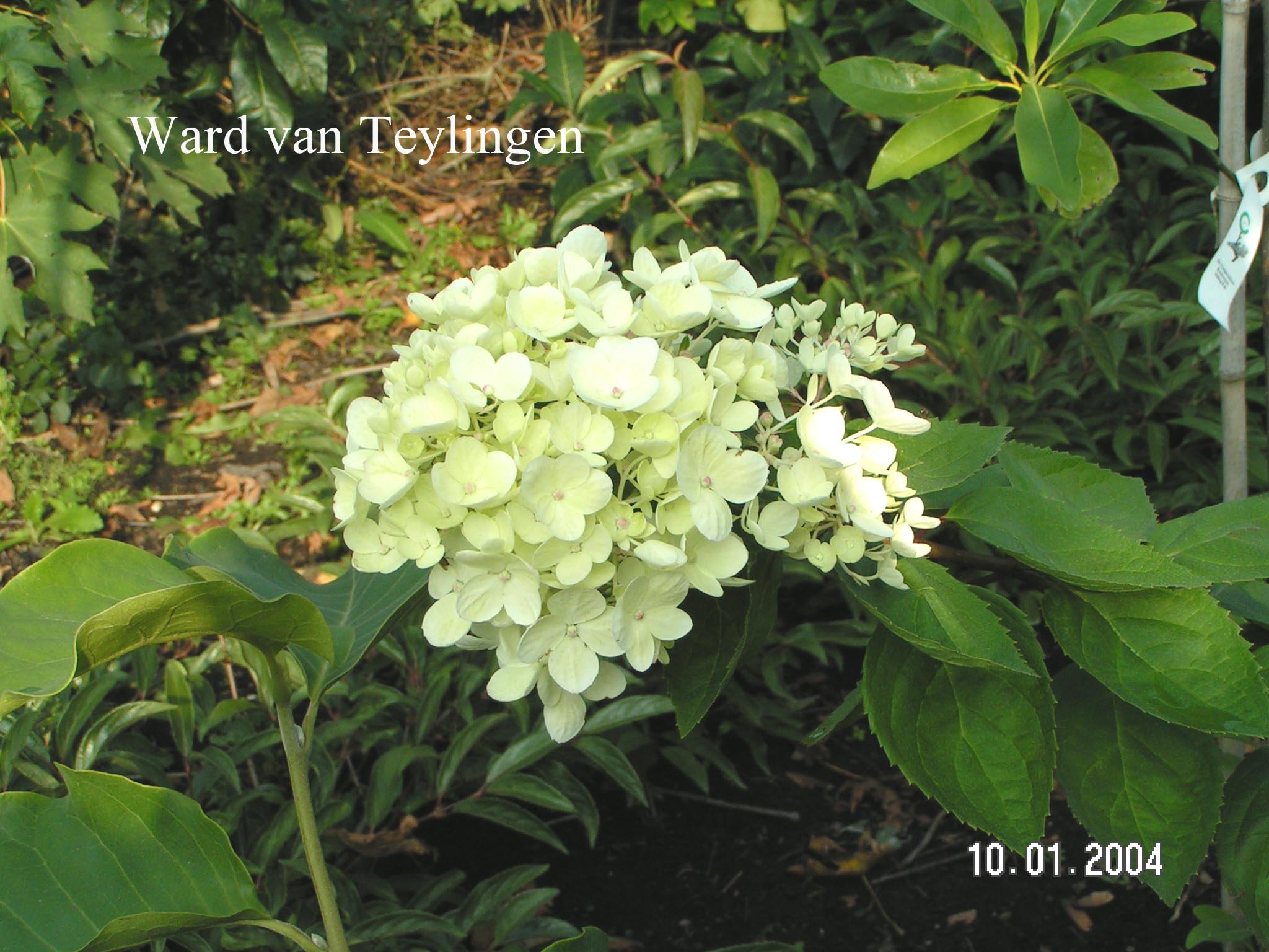 Hydrangea paniculata 'Harry's Souvenir'