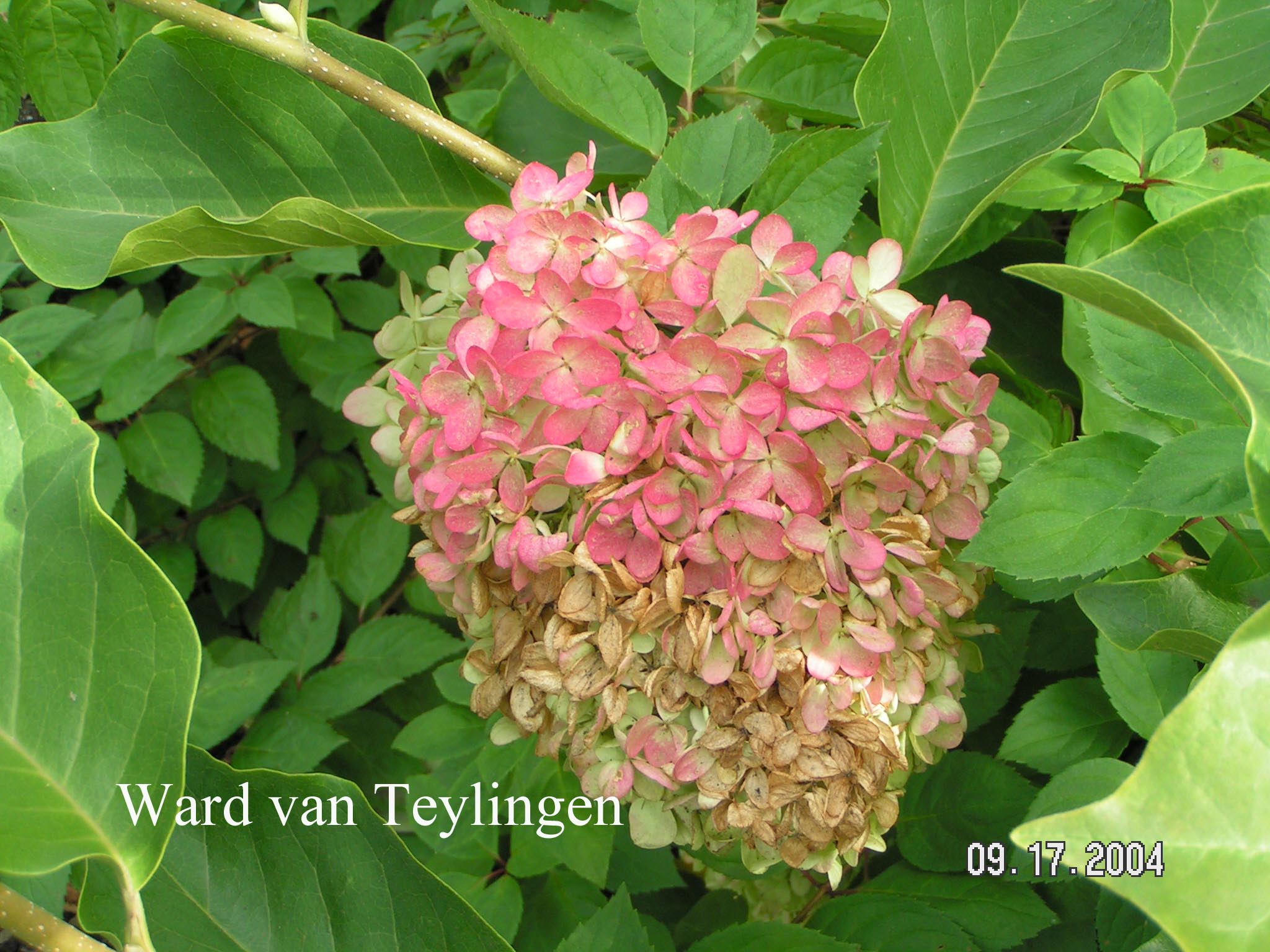 Hydrangea paniculata 'Harry's Souvenir'