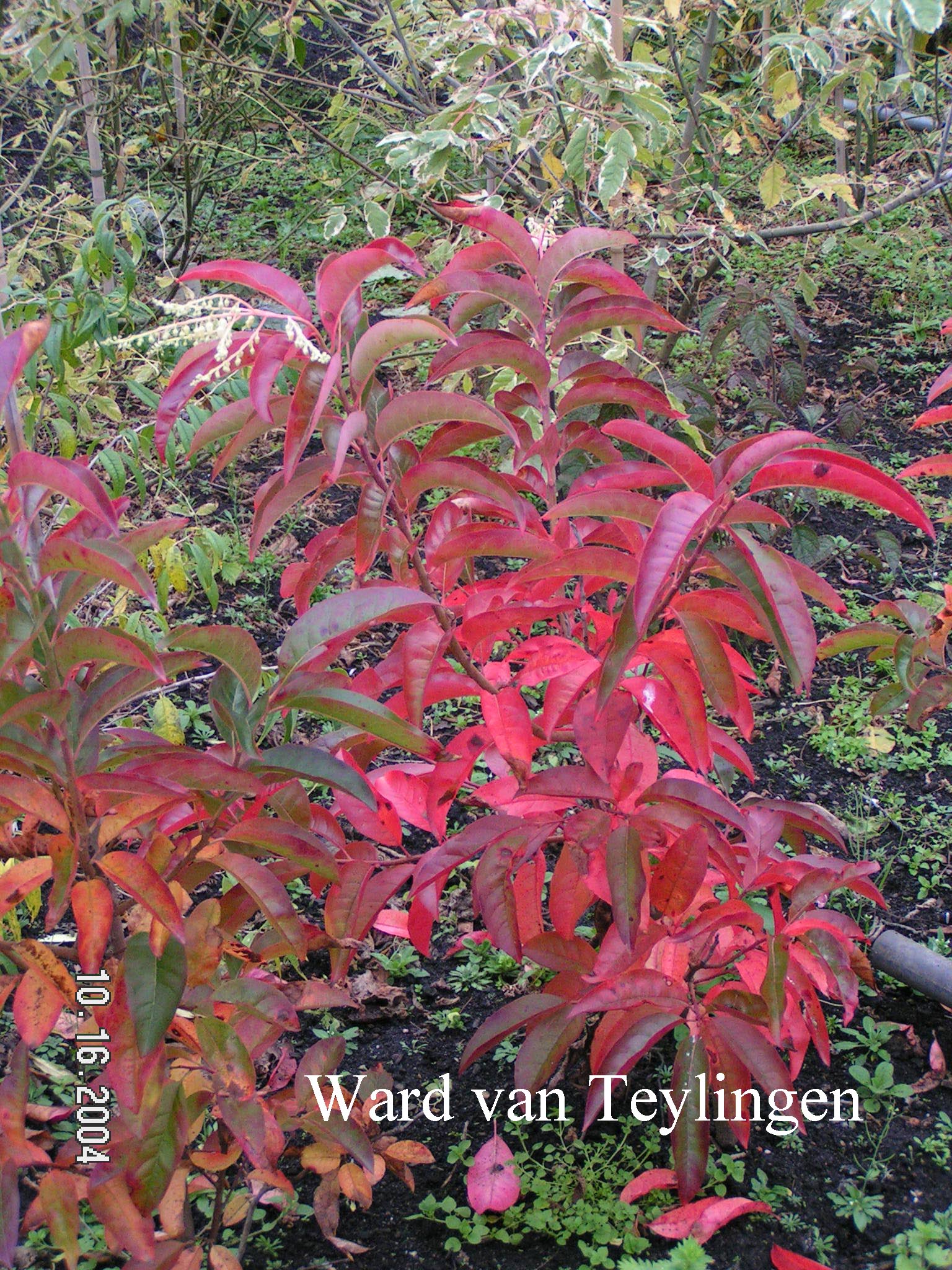 Oxydendrum arboreum