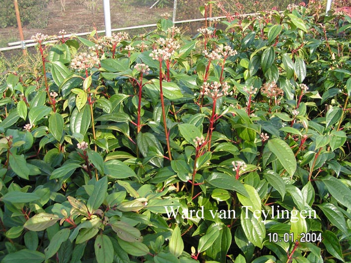 Viburnum cinnamomifolium