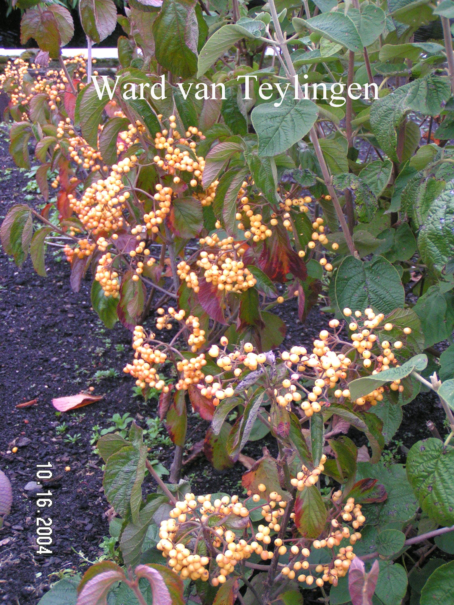 Viburnum dilatatum 'Michael Dodge'