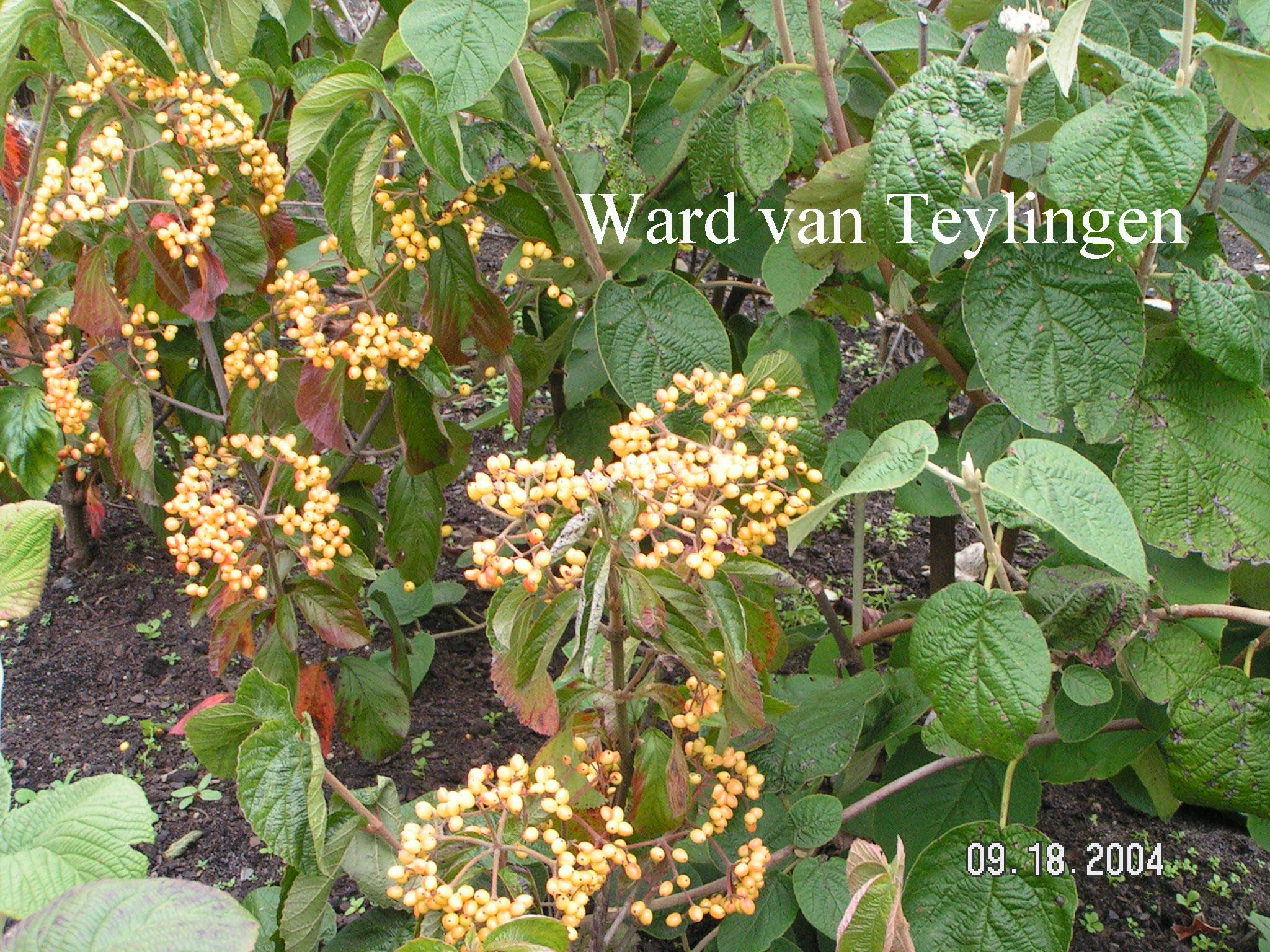 Viburnum dilatatum 'Michael Dodge'
