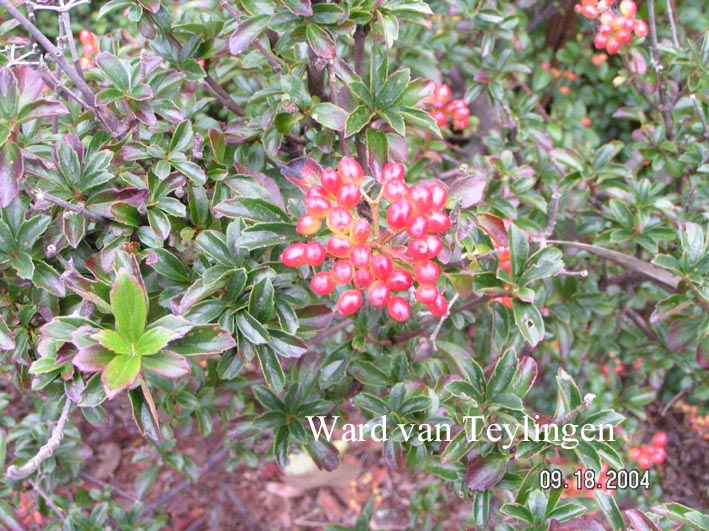 Viburnum parvifolium