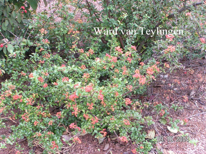 Viburnum parvifolium