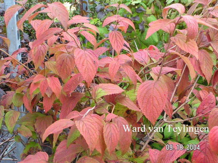 Viburnum plicatum 'Cascade'