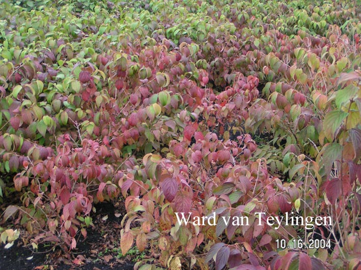 Viburnum plicatum 'Lanarth'