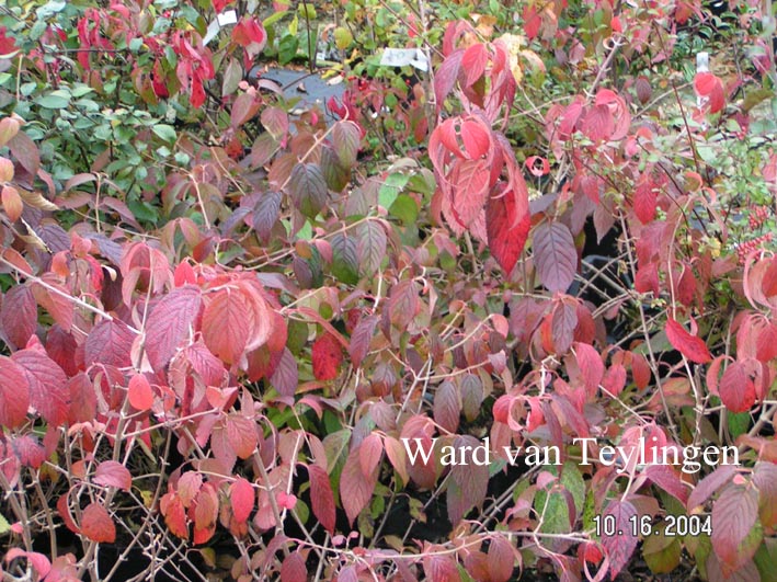 Viburnum plicatum 'Shoshoni'