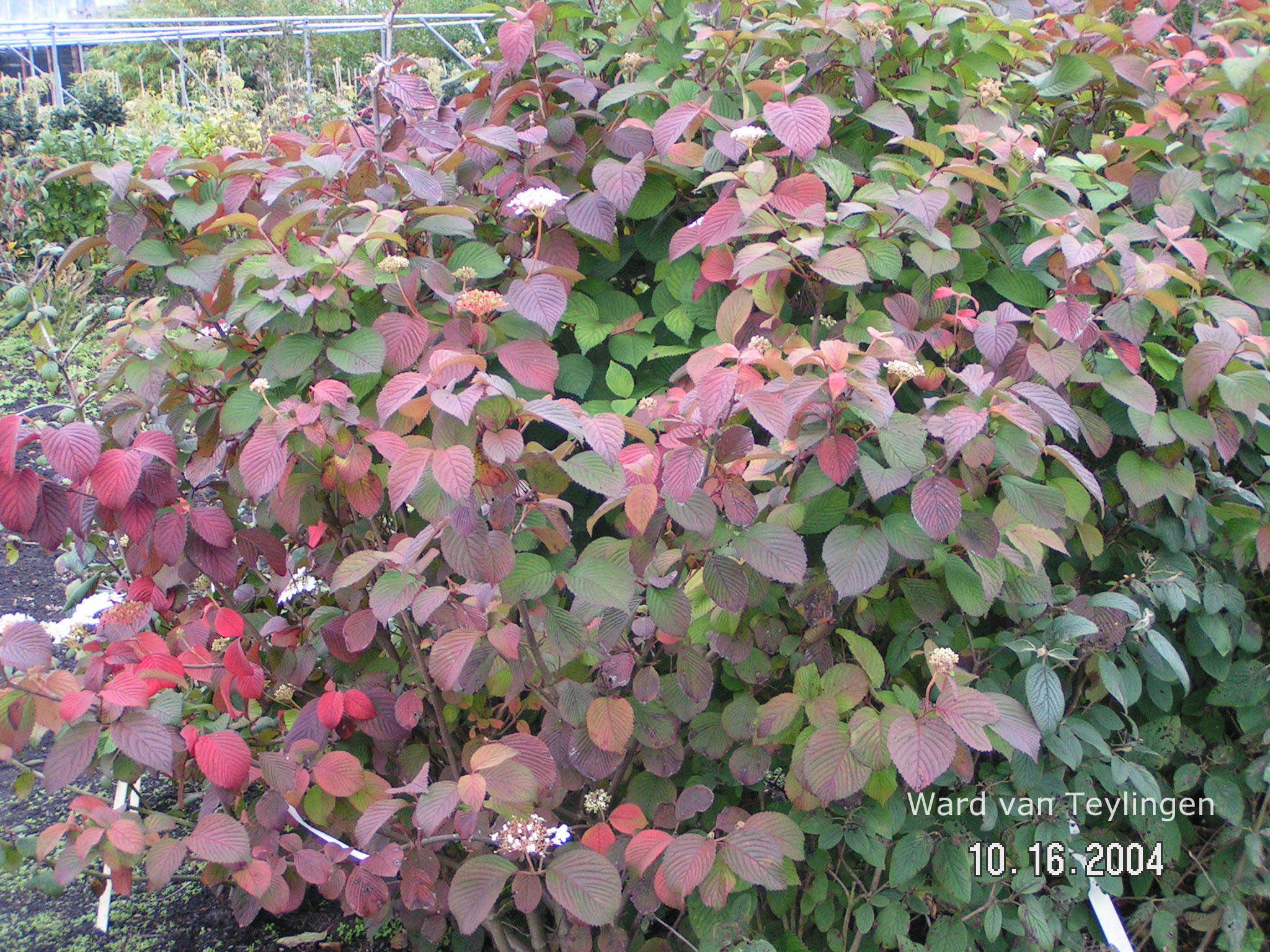 Viburnum plicatum 'Tennessee'