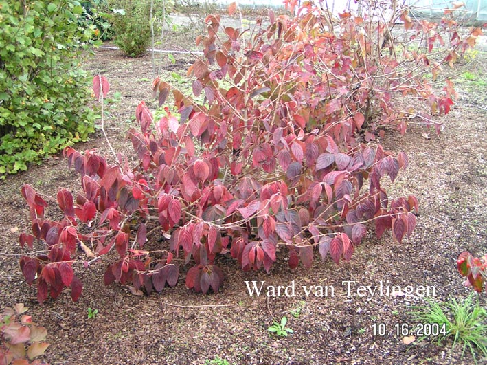 Viburnum plicatum 'St. Keverne'