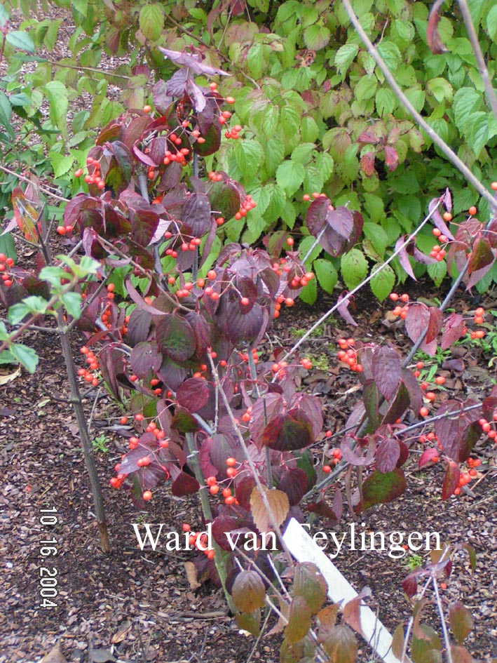 Viburnum setigerum 'Aurantiacum'