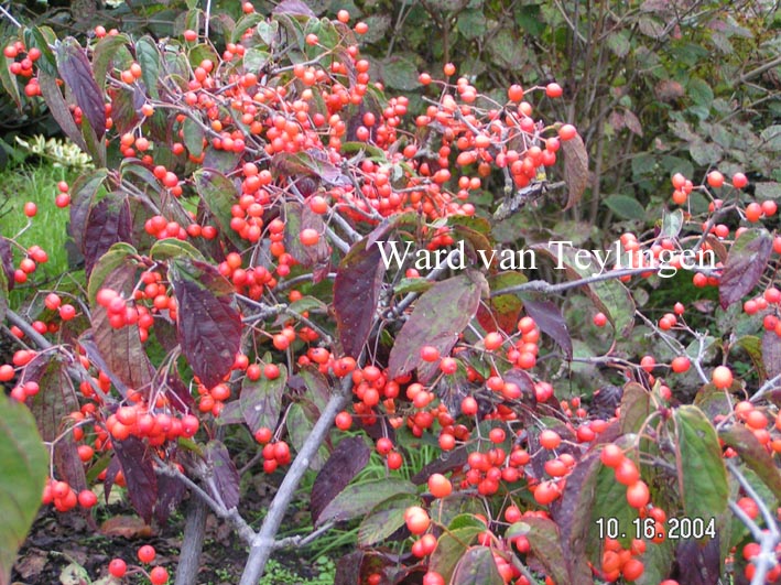 Viburnum setigerum 'Aurantiacum'