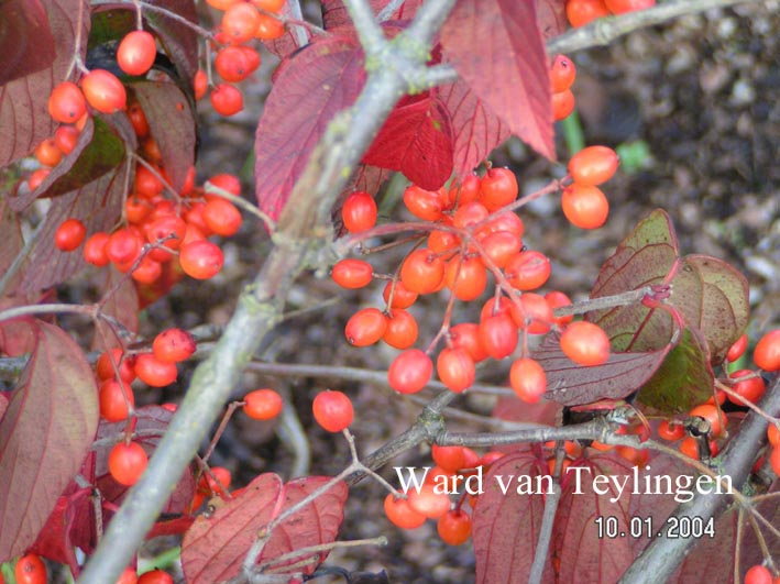 Viburnum setigerum 'Aurantiacum'
