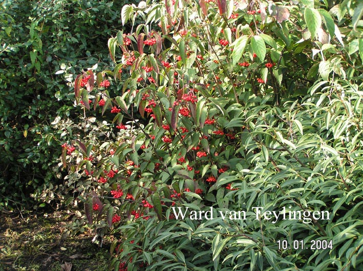 Viburnum setigerum