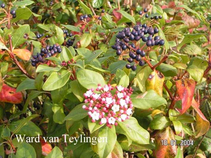 Viburnum tinus 'Gwenlian'