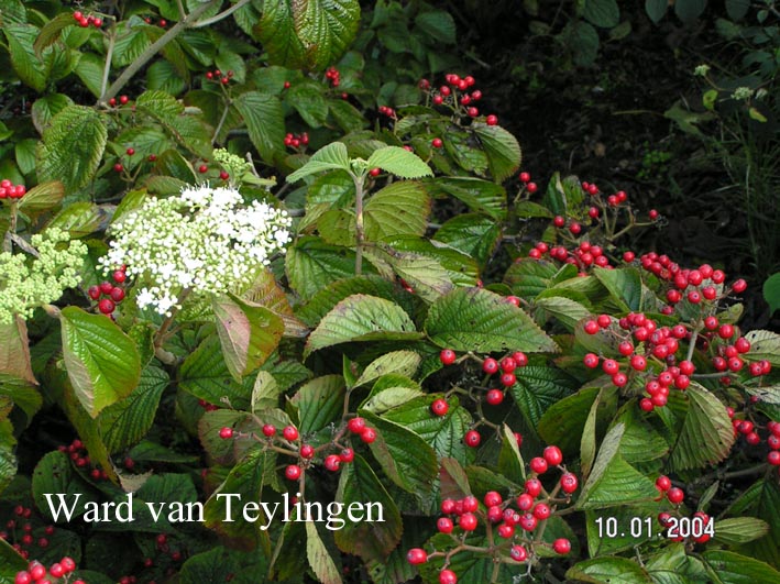 Viburnum wrightii