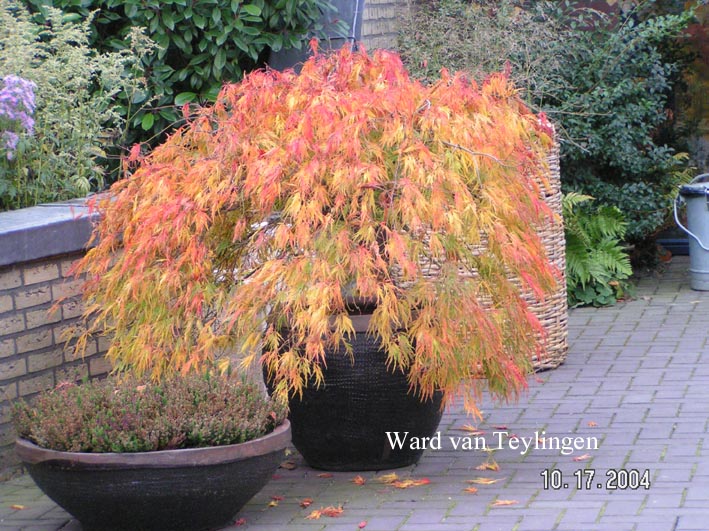 Acer palmatum 'Dissectum'