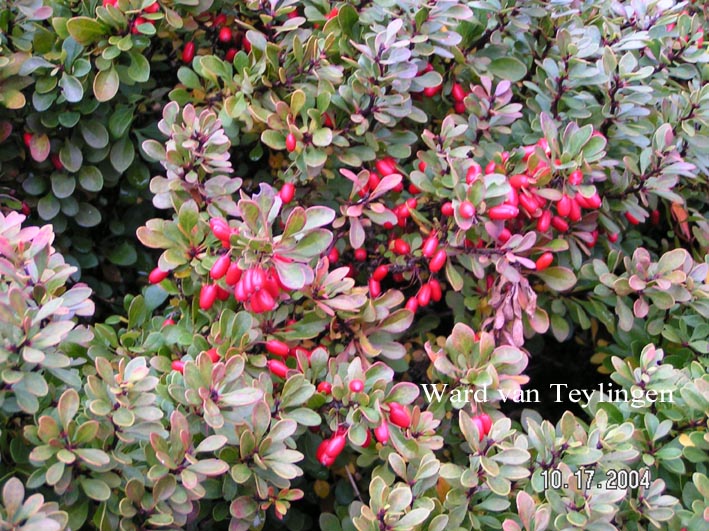 Berberis buxifolia 'Nana'