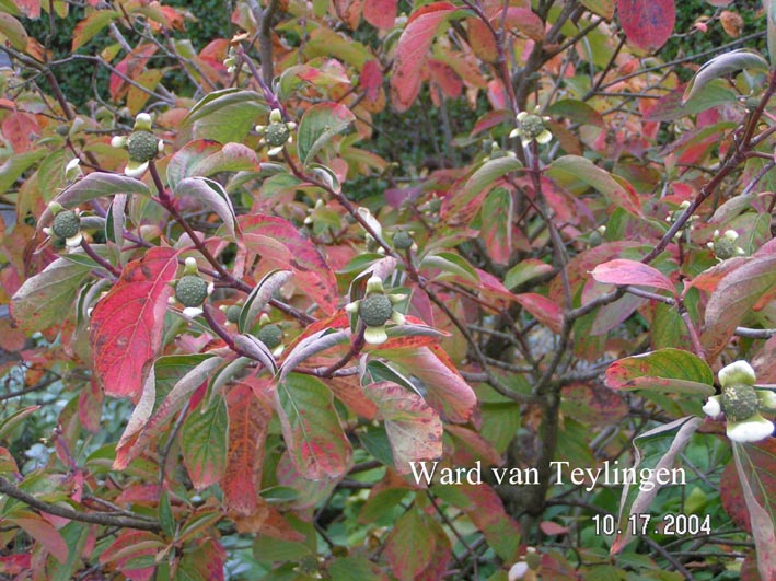 Cornus nuttallii