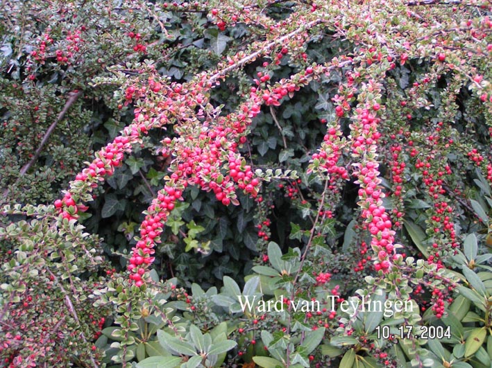 Cotoneaster horizontalis 'Horizon'