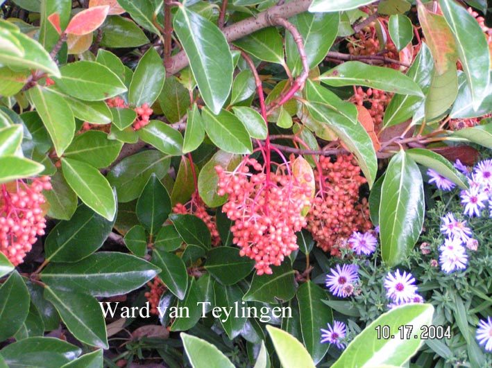 Viburnum odoratissimum 'Awabuki'