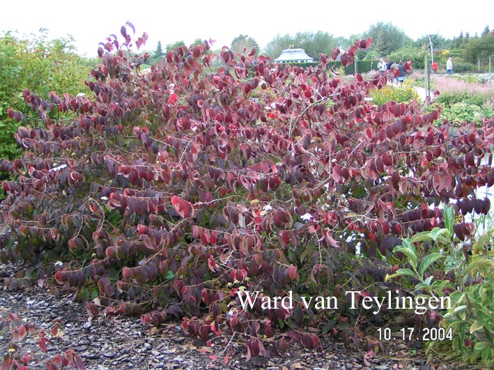 Viburnum plicatum 'Lanarth'