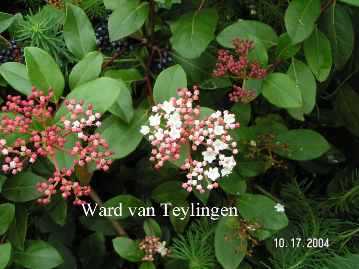 Viburnum tinus 'Gwenlian'