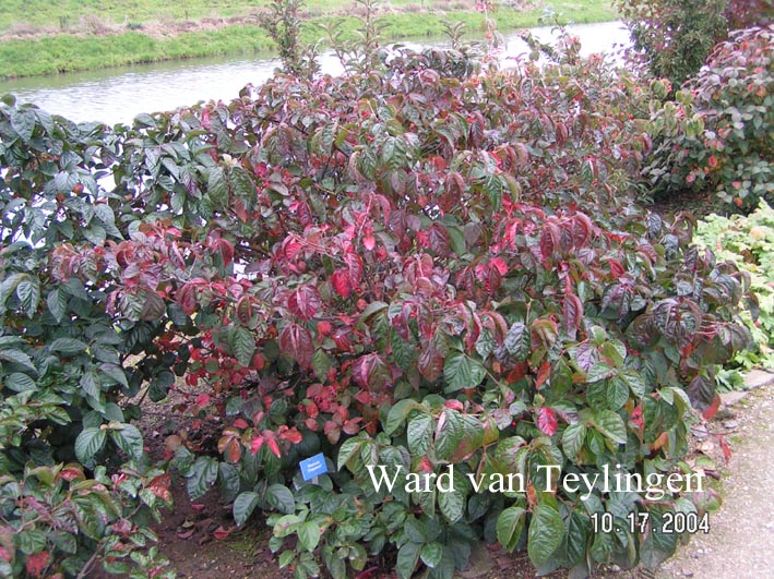 Viburnum 'Chippewa'