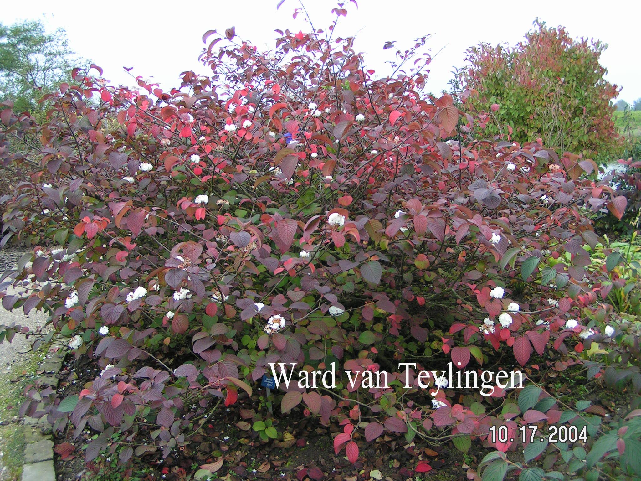 Viburnum plicatum 'Grandiflorum'