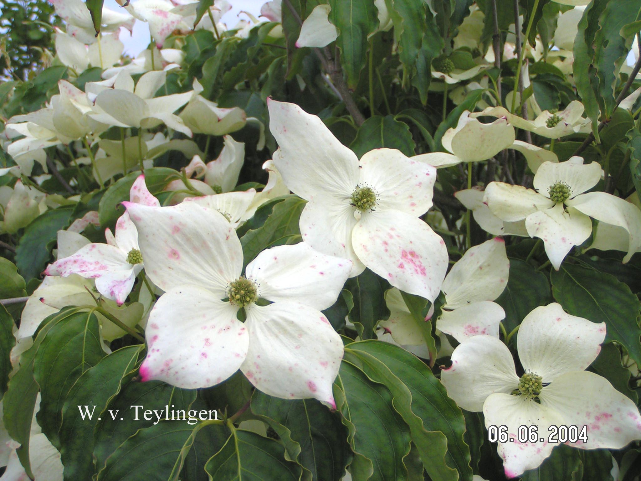 Cornus kousa 'Bultinck's Giant Flower' (84236)