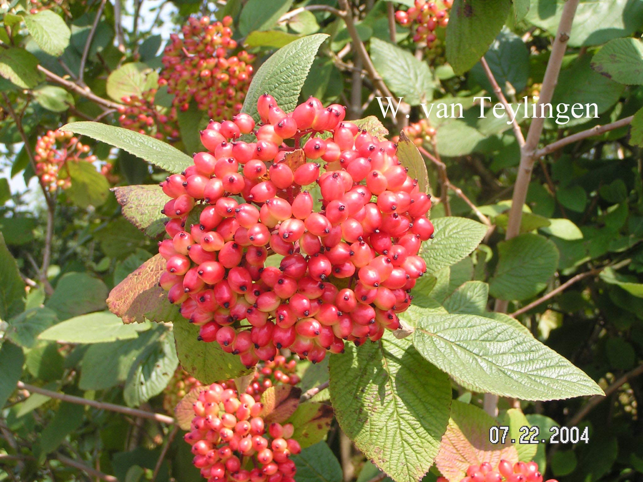 Viburnum burejaeticum