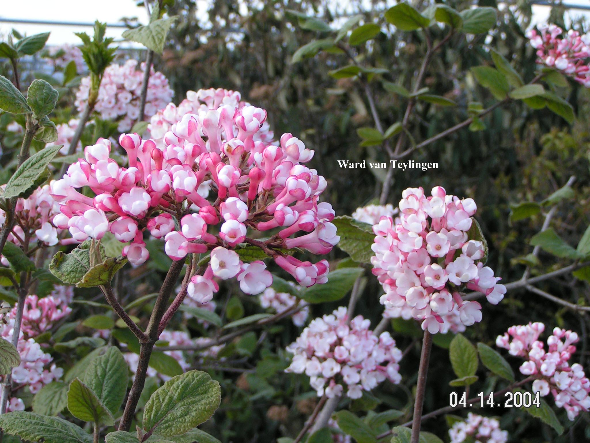 Viburnum burkwoodii 'Mohawk'