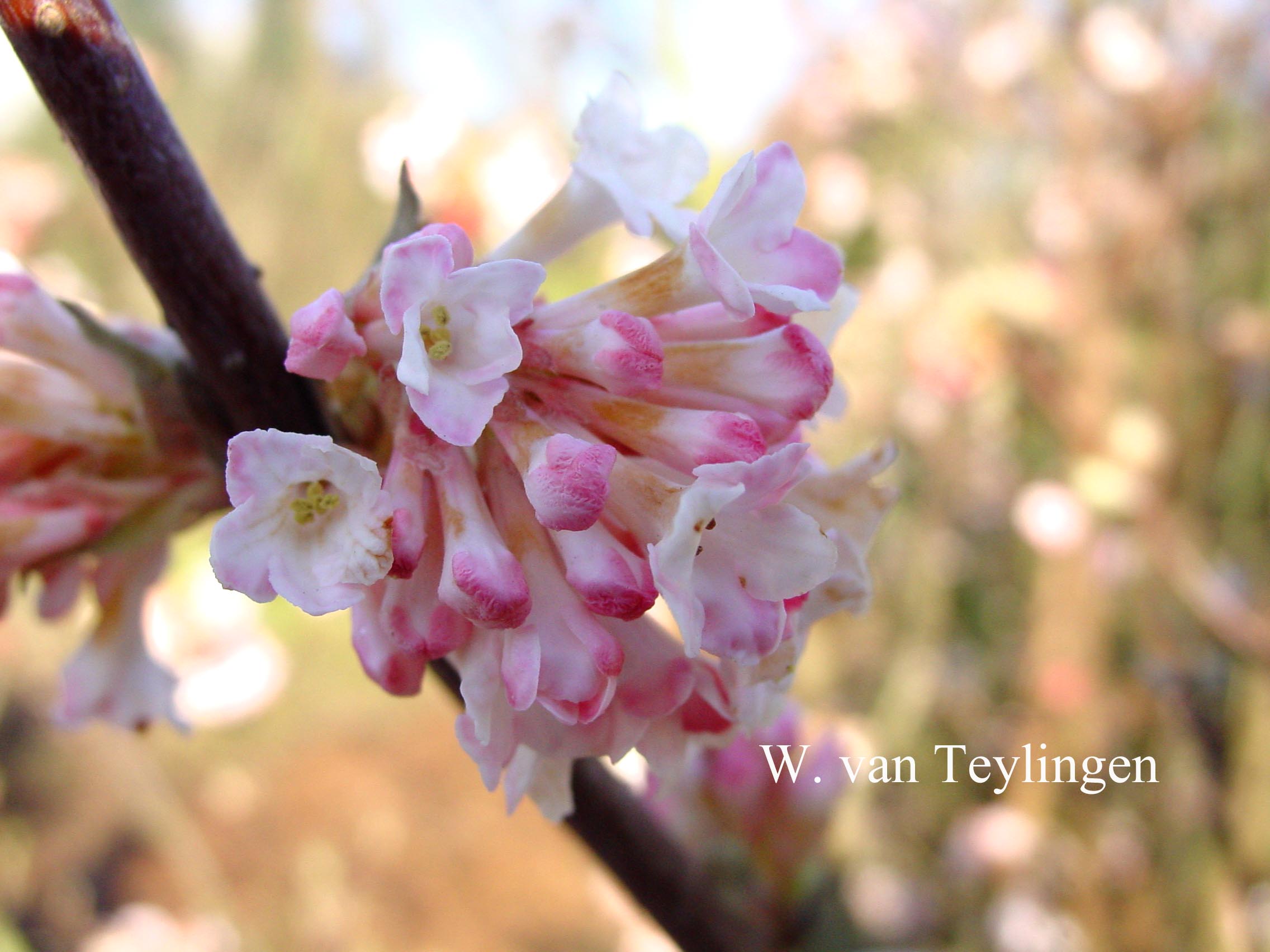 Viburnum grandiflorum