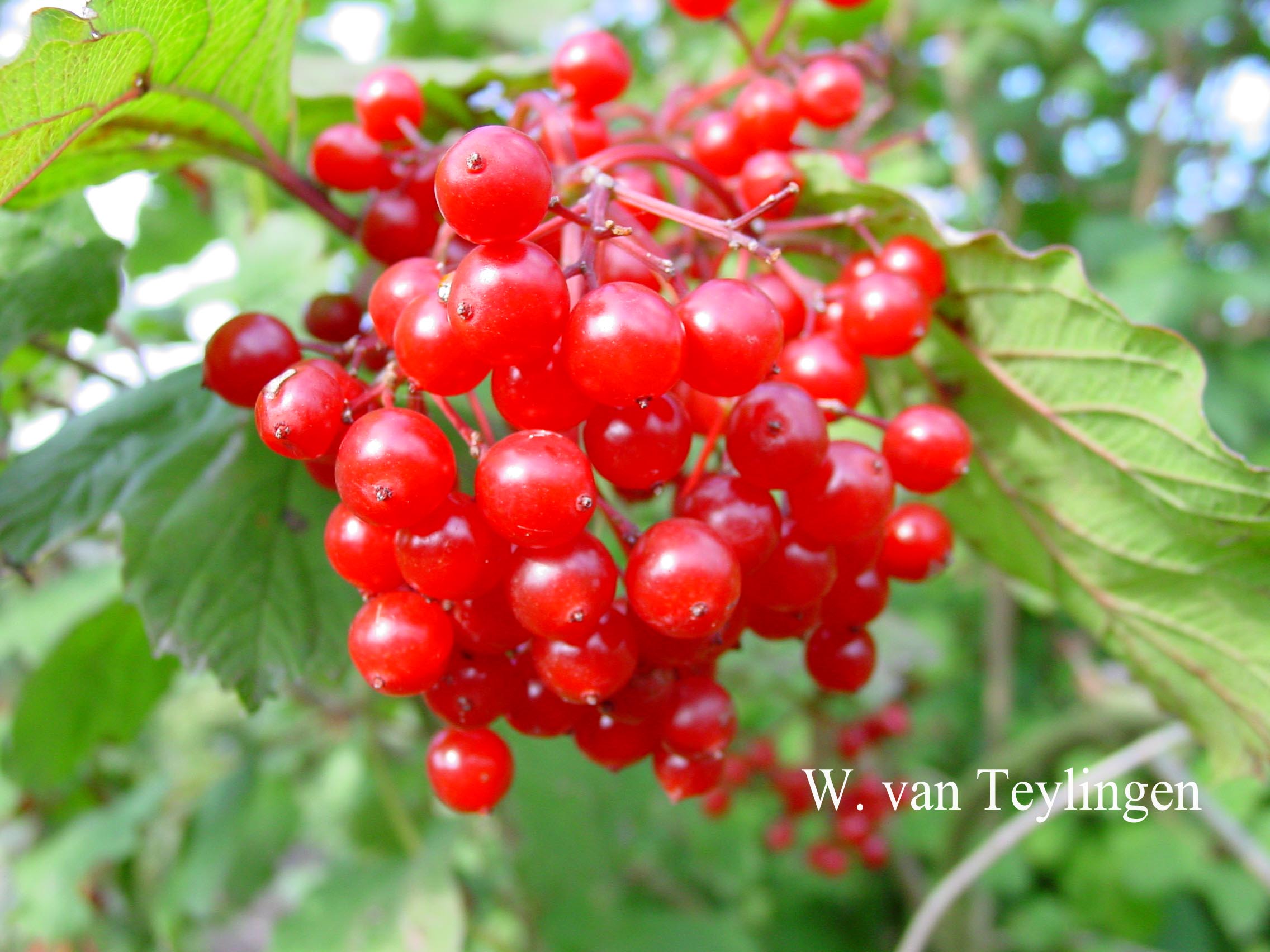 Viburnum opulus