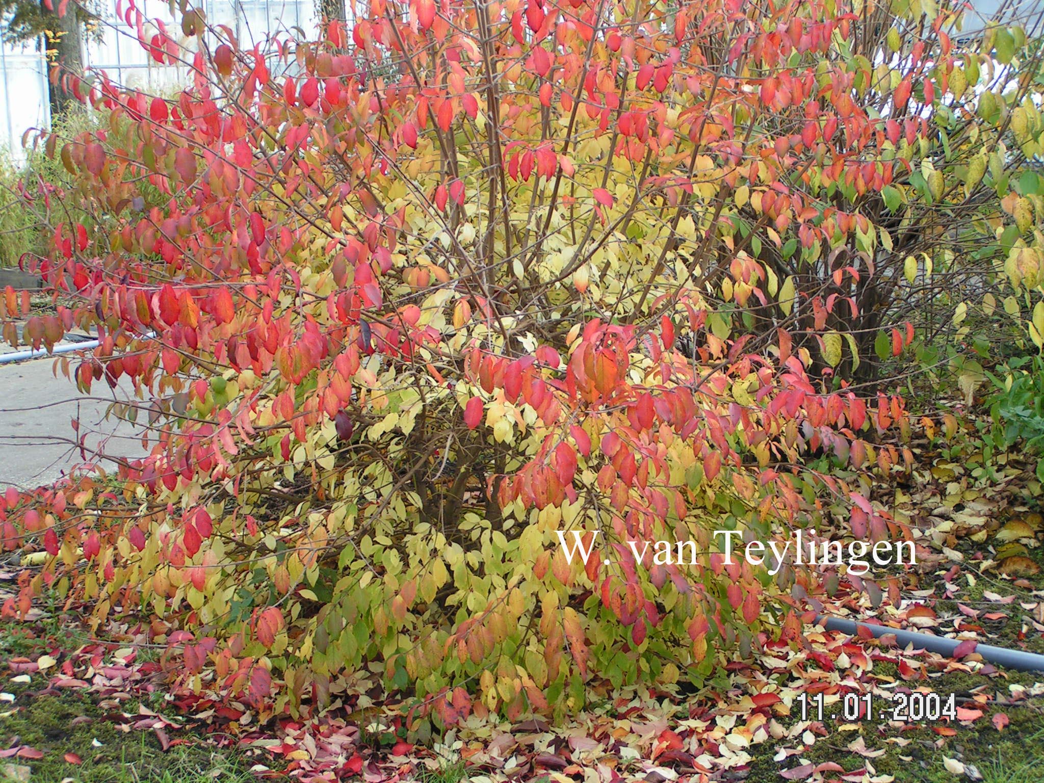 viburnum dating site 35254 (download help) viburnum recognitum tsn 35254 publication date: article/chapter title: journal/book name, vol no: page(s): publisher. viburnum dating site 35254 (download help) viburnum recognitum tsn 35254 publication date: article/chapter title: journal/book name, vol no: page(s): publisher.