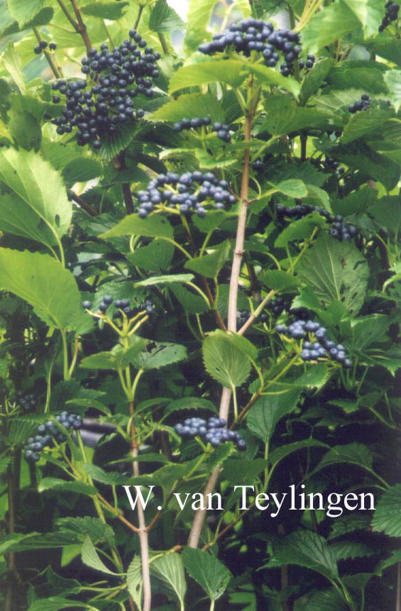 Viburnum dentatum 'White and Blue'