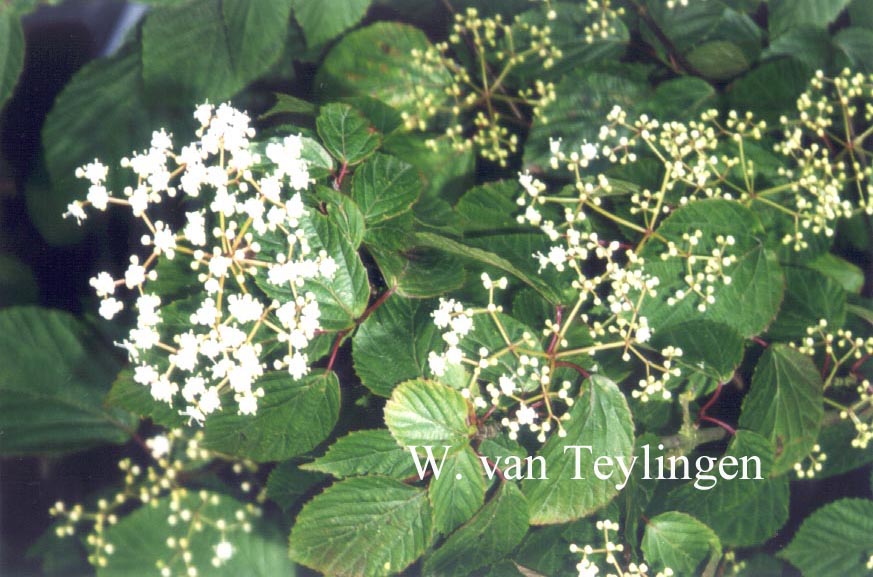 Viburnum dasyanthum