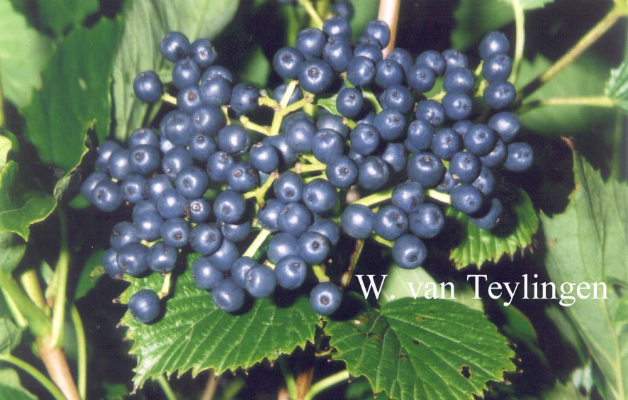 Viburnum dentatum 'White and Blue'