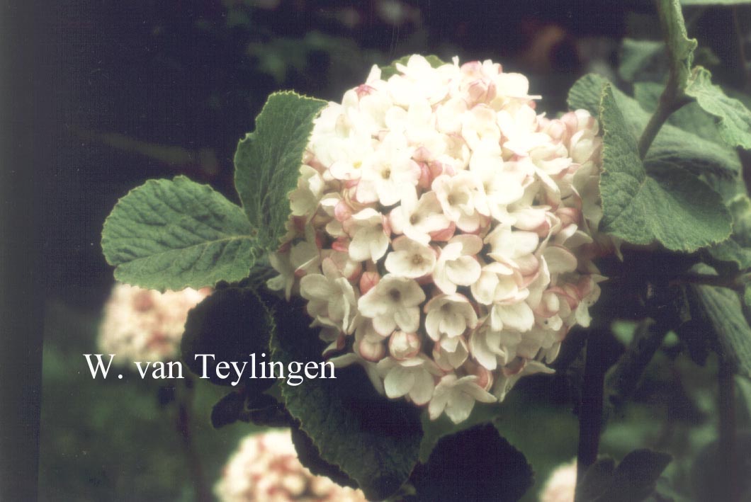 Viburnum carlesii 'Marlou'