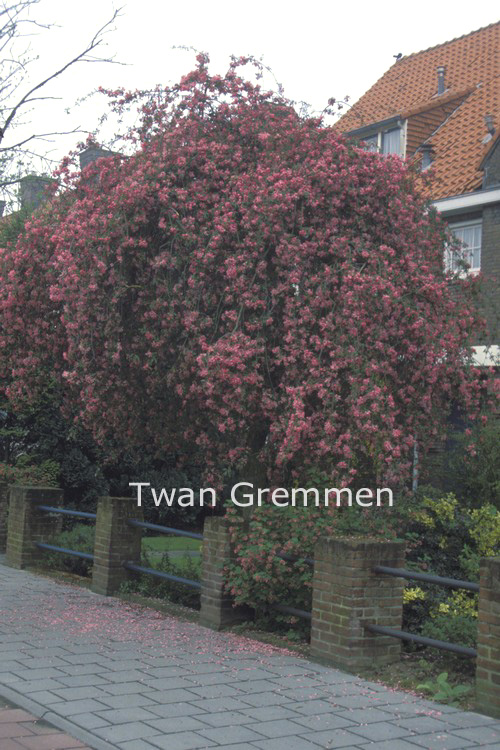 Malus 'Cheal's Weeping'