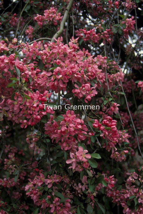 Malus 'Cheal's Weeping'