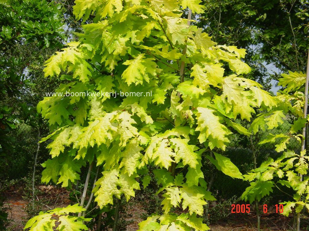 Quercus rubra 'Boltes Gold'