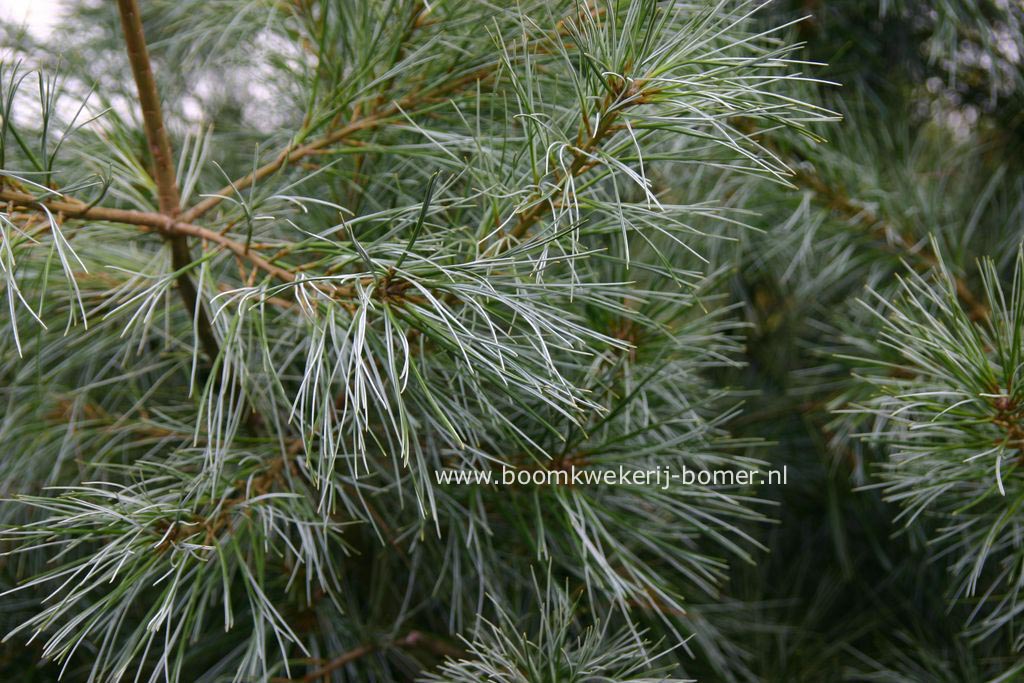 Pinus strobus 'Himmelblau'