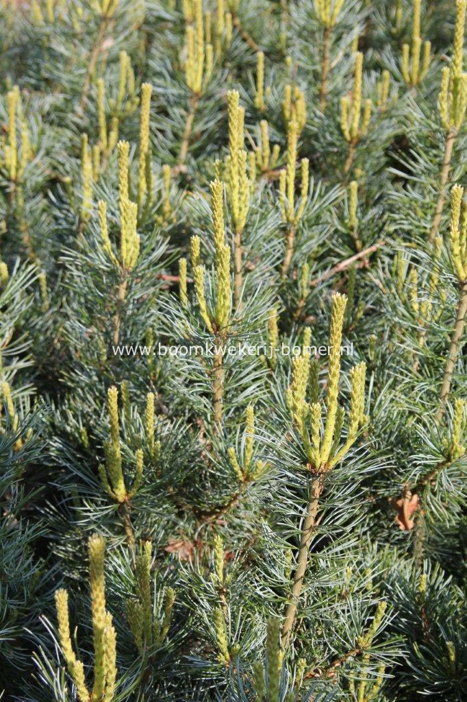 Pinus parviflora 'Tempelhof'