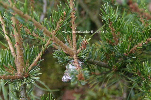 Pinus parviflora 'Kokonoe'