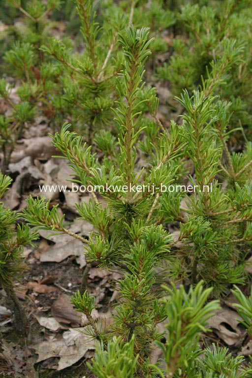 Pinus parviflora 'Adcocks Dwarf'