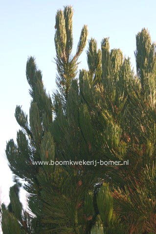 Pinus heldreichii 'Satellit'