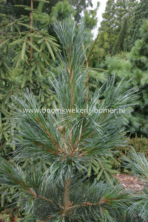 Pinus flexilis 'Vanderwolfs Pyramid'