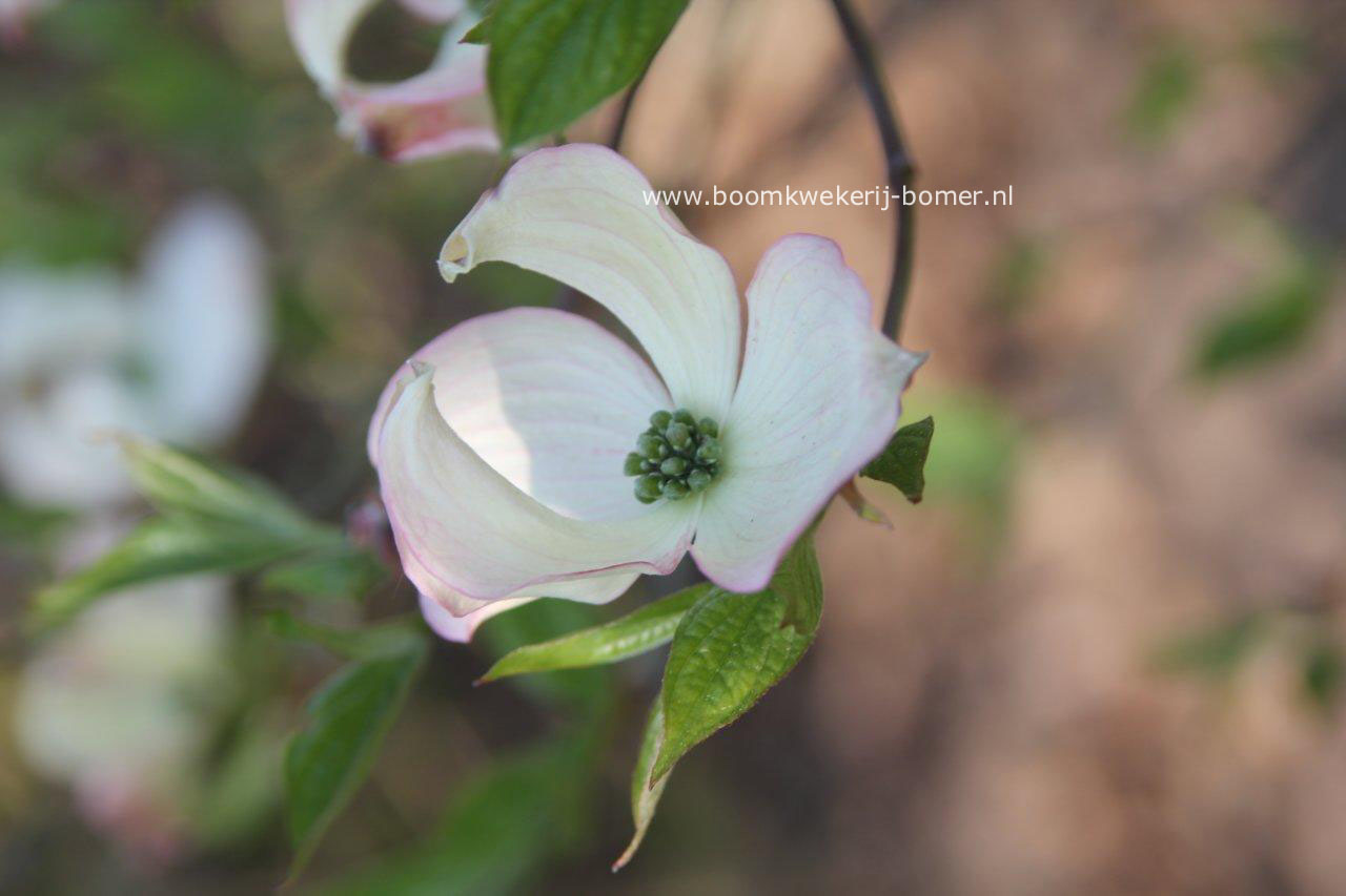 Cornus florida 'Junior Miss'